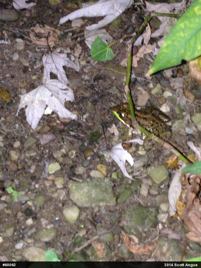 Green Frog