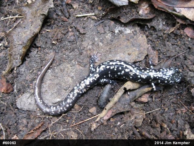 Northern Slimy Salamander