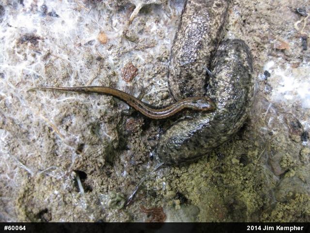 Allegheny Mountain Dusky Salamander