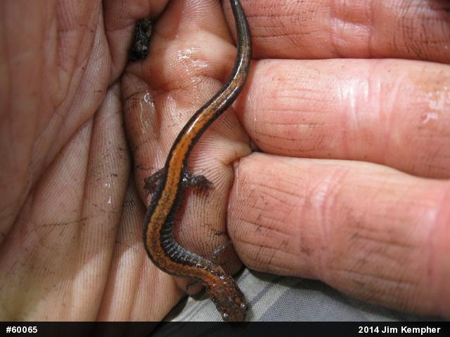 Eastern Red-backed  Salamander