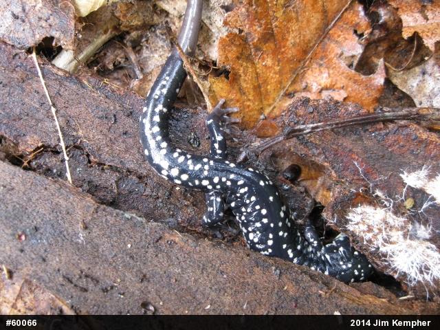 Northern Slimy Salamander