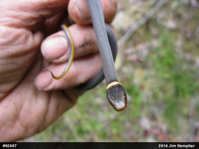 Northern Ring-necked Snake