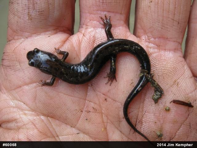 Allegheny Mountain Dusky Salamander
