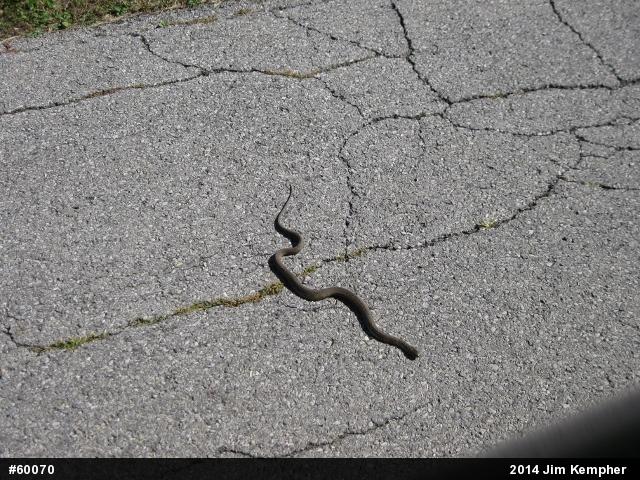 Northern Watersnake