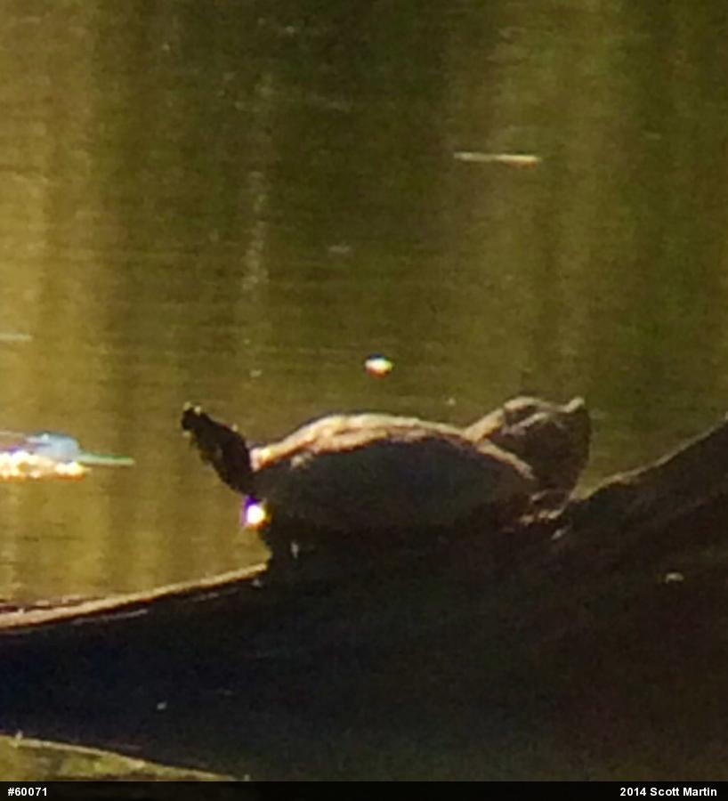 Northern Map Turtle