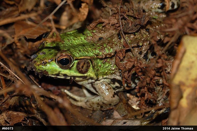 Green Frog