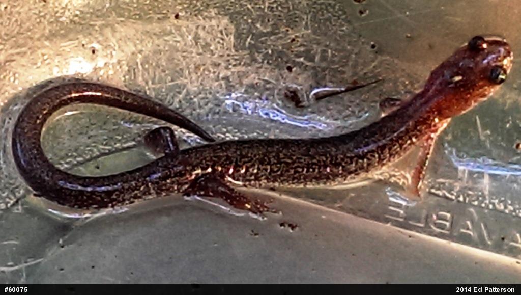 Valley And Ridge Salamander