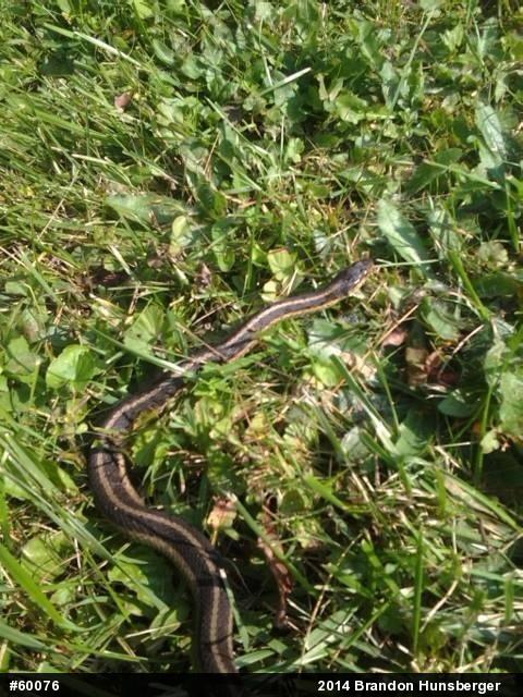 Eastern Gartersnake