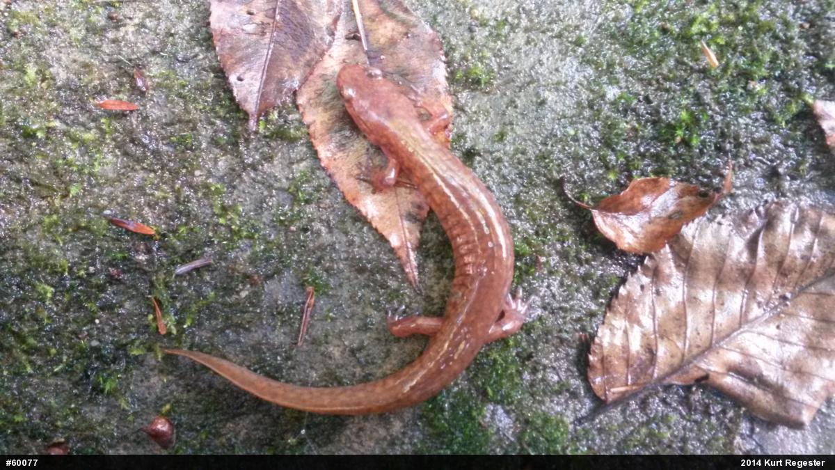 Northern Spring Salamander