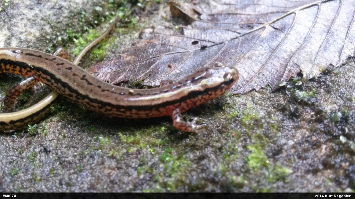 Northern Two-lined Salamander