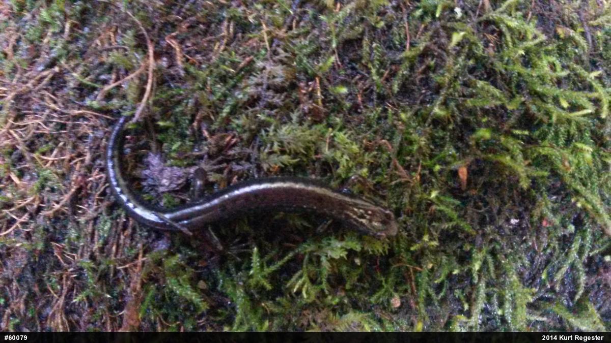 Allegheny Mountain Dusky Salamander