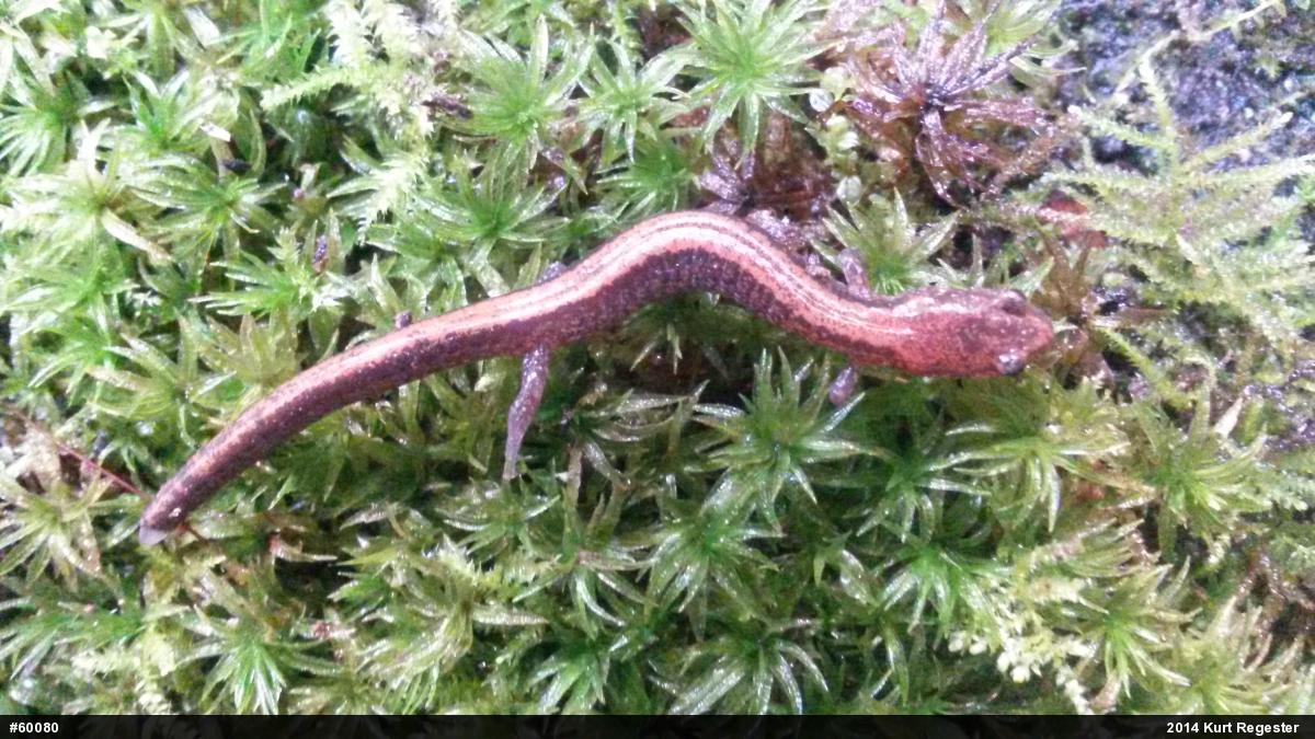 Eastern Red-backed  Salamander