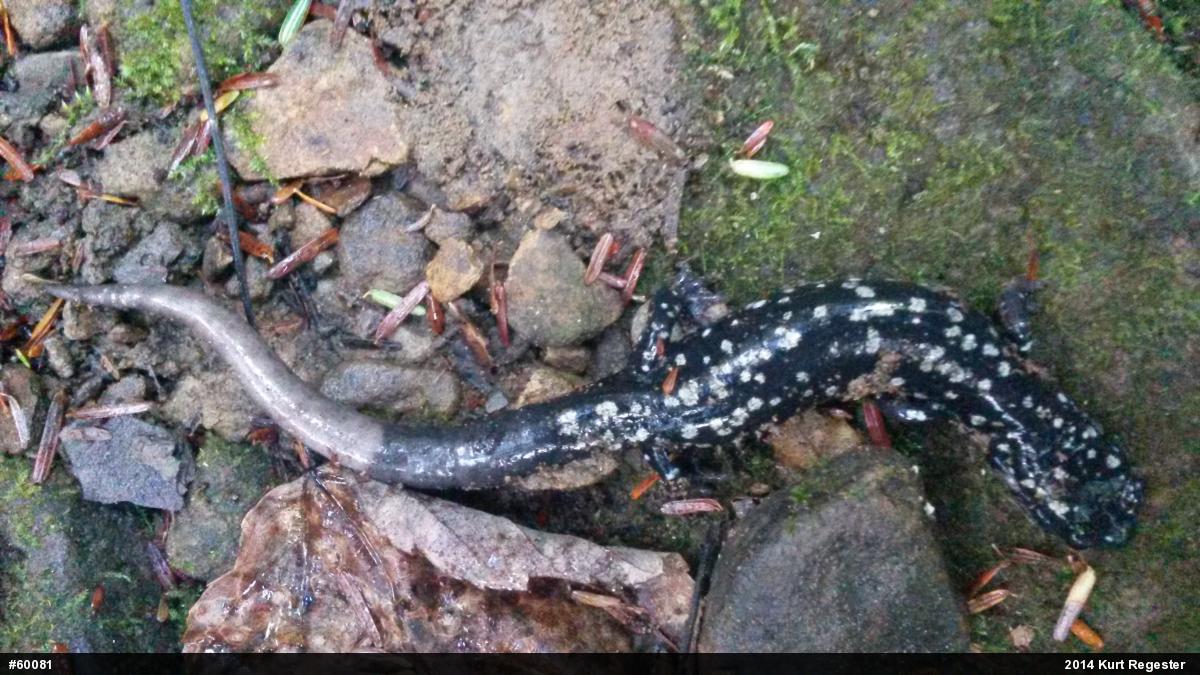 Northern Slimy Salamander