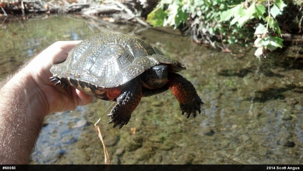 Wood Turtle