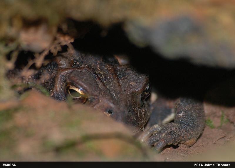 Eastern American Toad