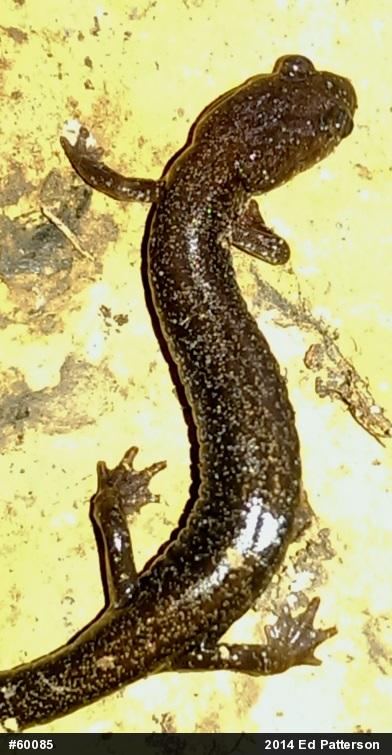 Valley And Ridge Salamander