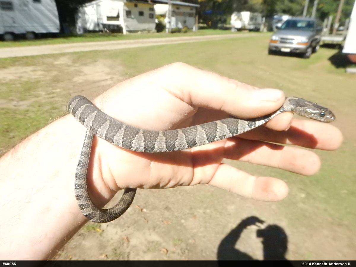 Northern Watersnake