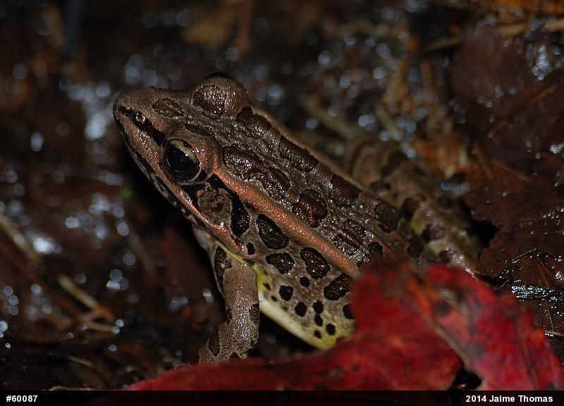 Pickerel Frog