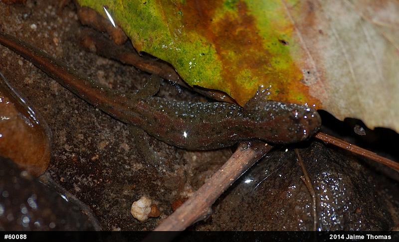 Northern Dusky Salamander