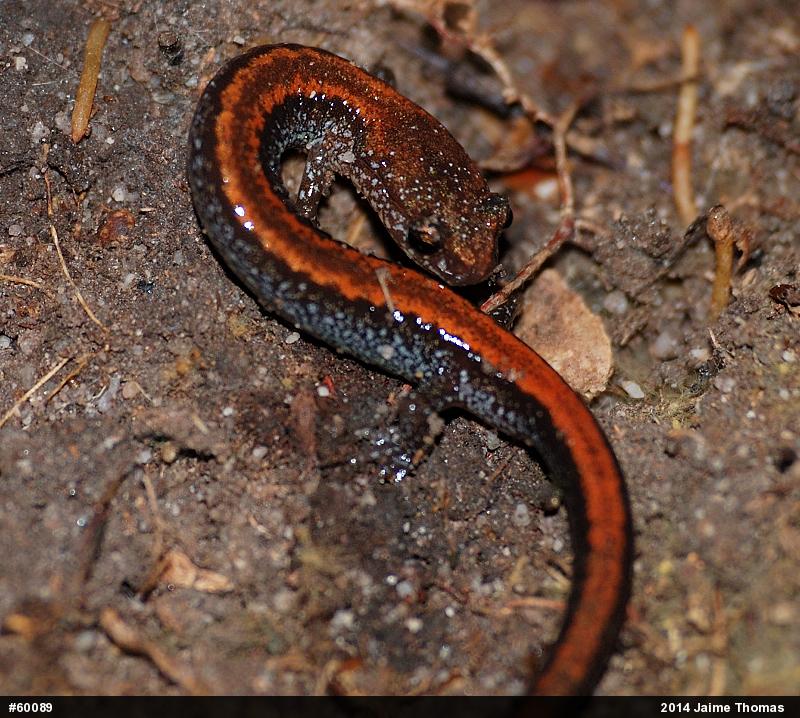 Eastern Red-backed  Salamander