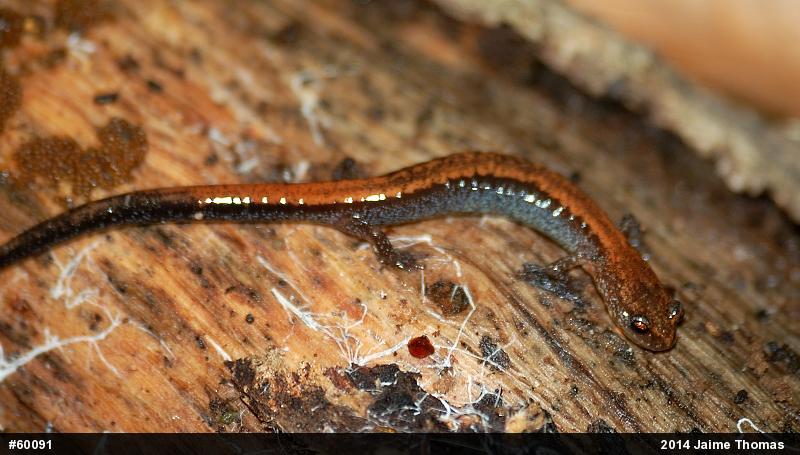 Eastern Red-backed  Salamander