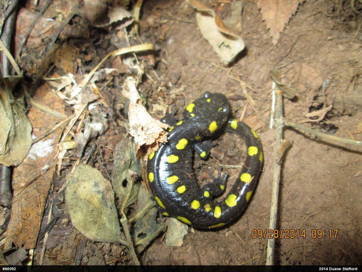 Spotted Salamander