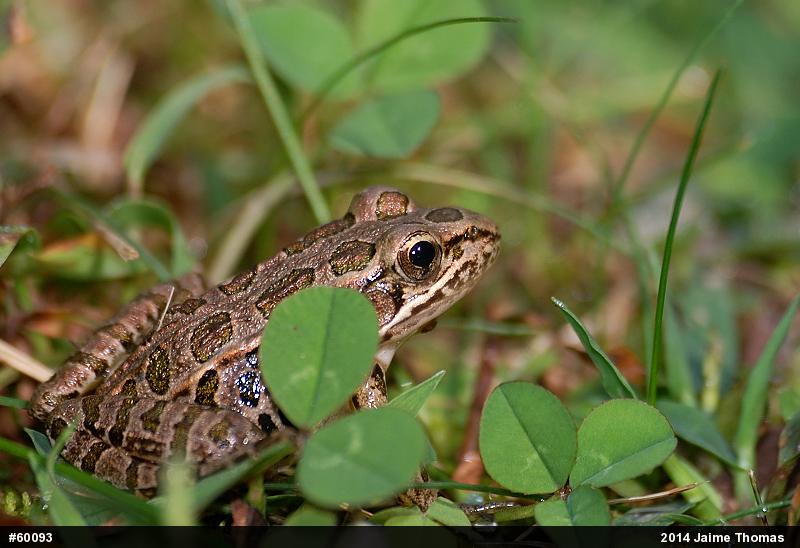 Pickerel Frog