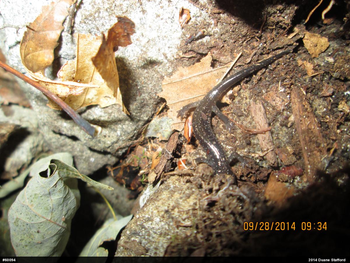 Wehrle's Salamander