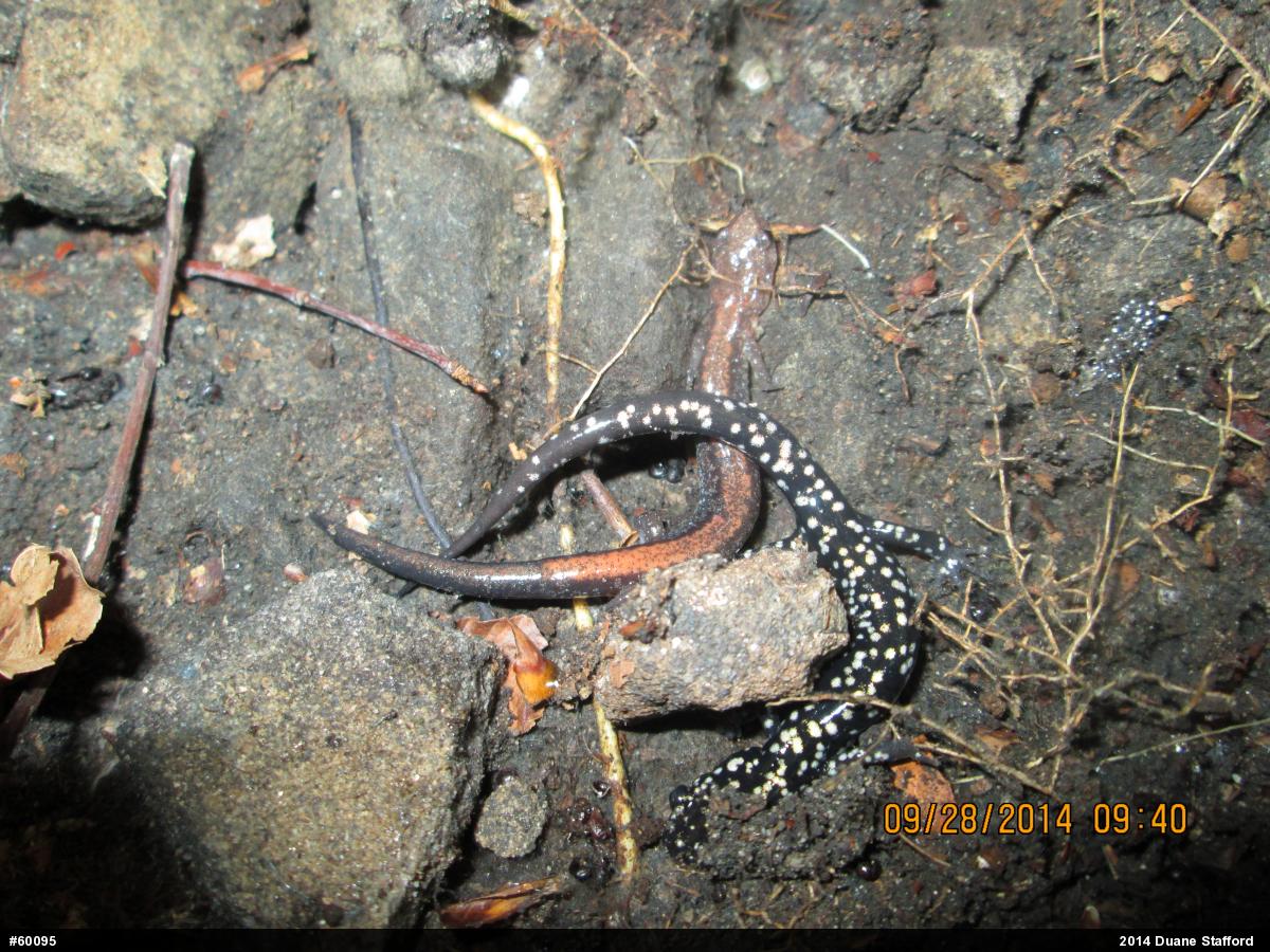 Eastern Red-backed  Salamander