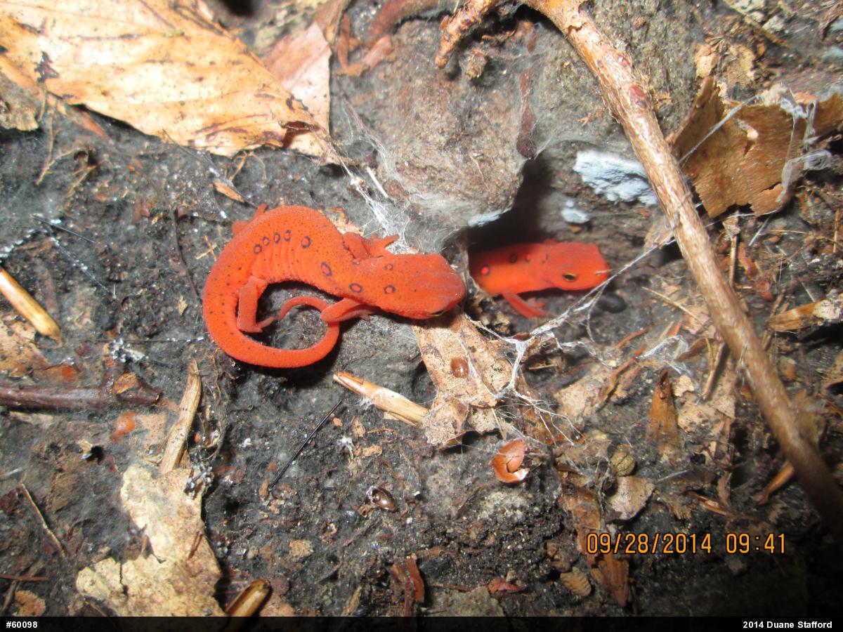 Red-spotted Newt