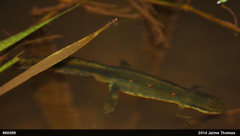 Red-spotted Newt