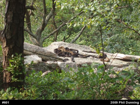 Timber Rattlesnake