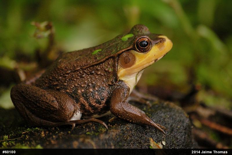Green Frog