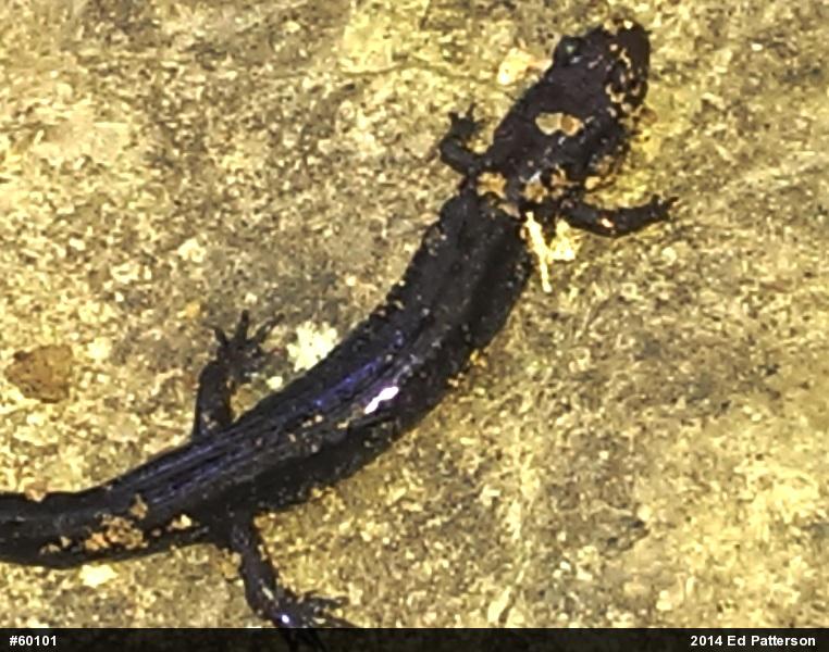 Allegheny Mountain Dusky Salamander