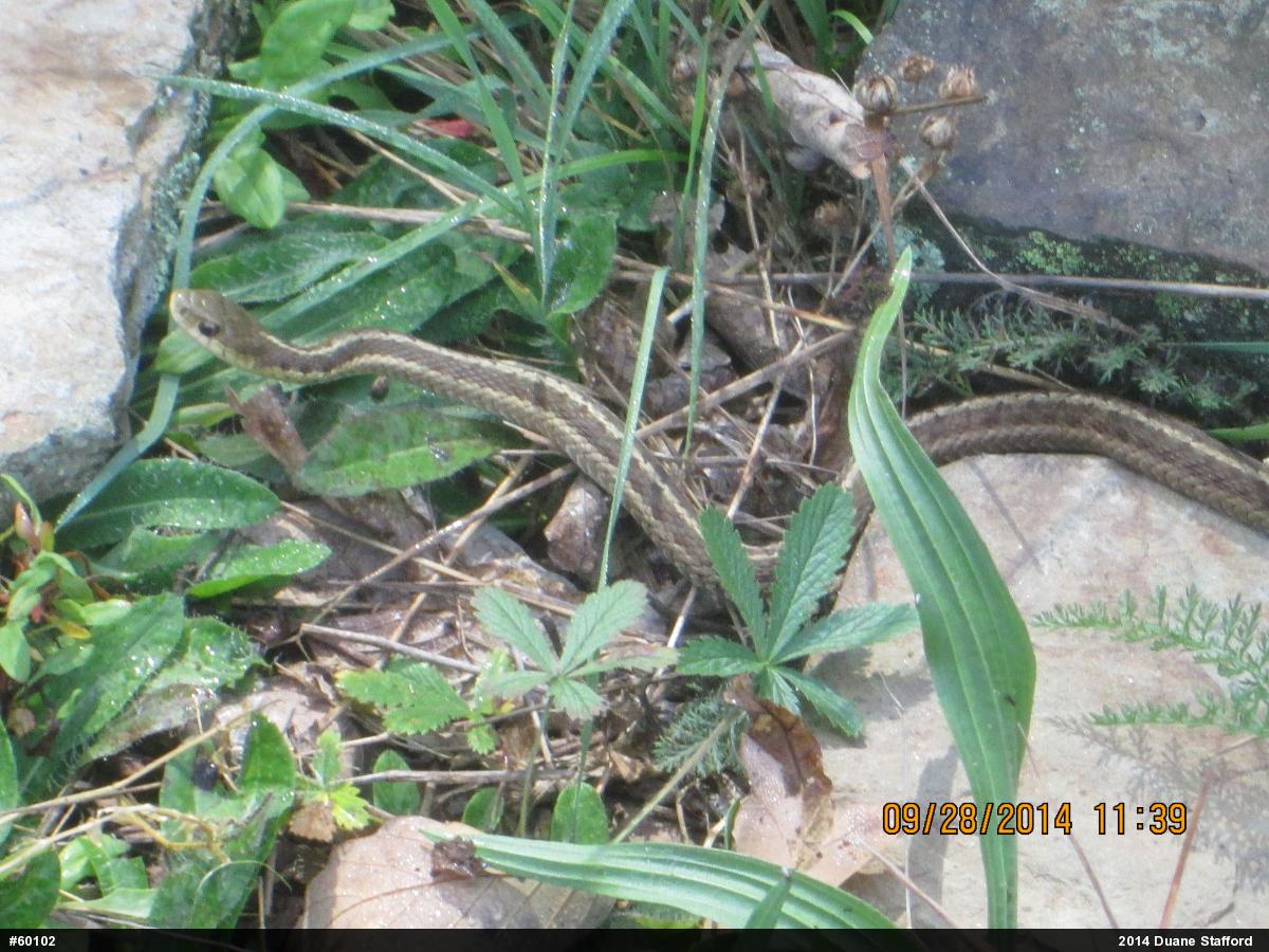 Eastern Gartersnake