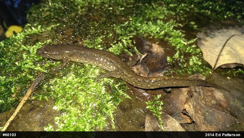 Northern Dusky Salamander