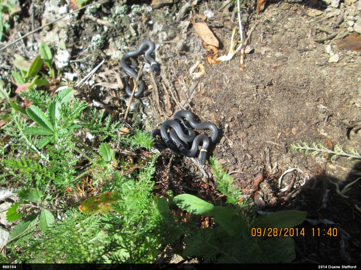 Northern Ring-necked Snake