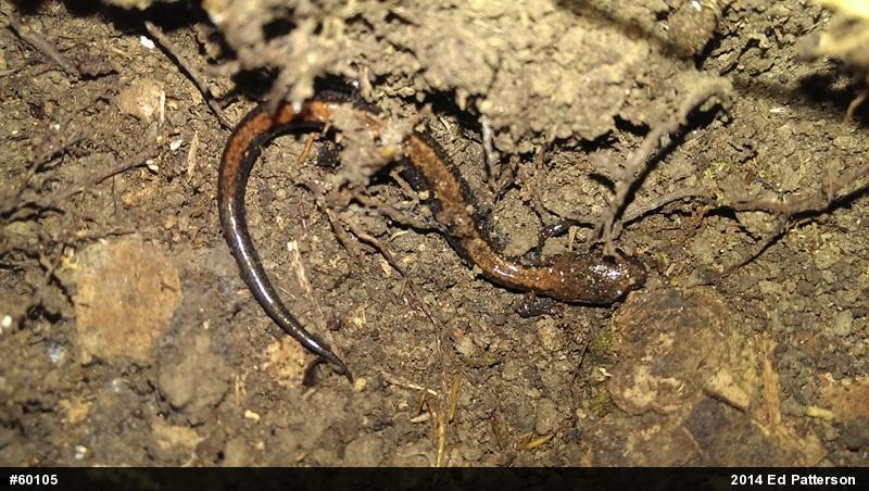 Eastern Red-backed  Salamander