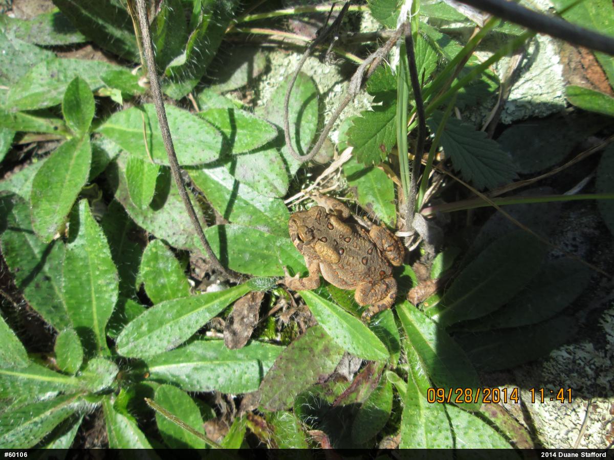 Eastern American Toad