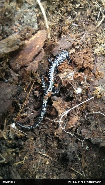 Northern Slimy Salamander