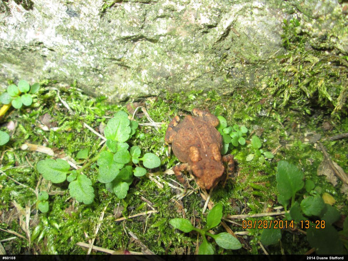 Eastern American Toad