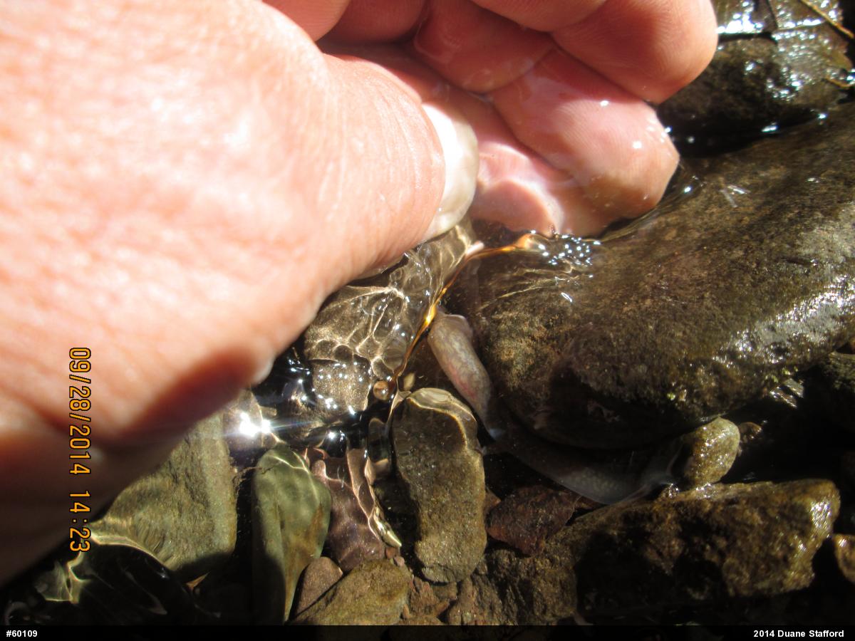 Northern Spring Salamander