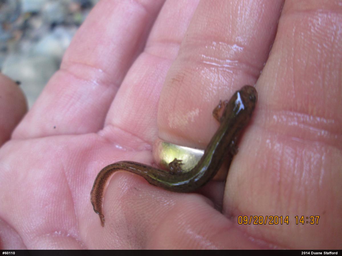 Northern Two-lined Salamander