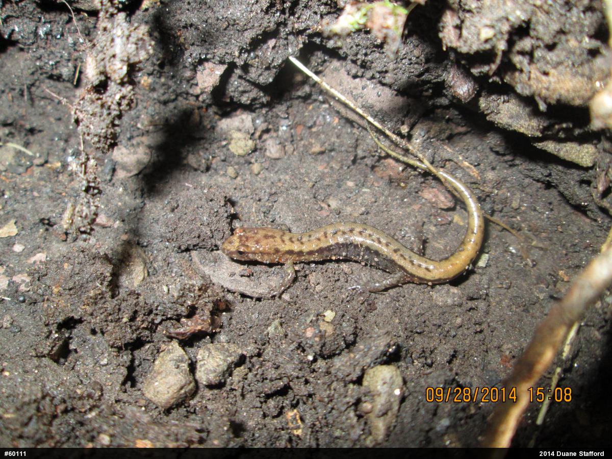 Allegheny Mountain Dusky Salamander