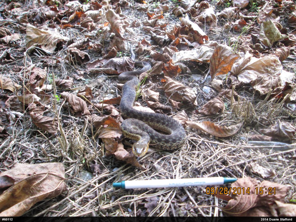 Eastern Gartersnake