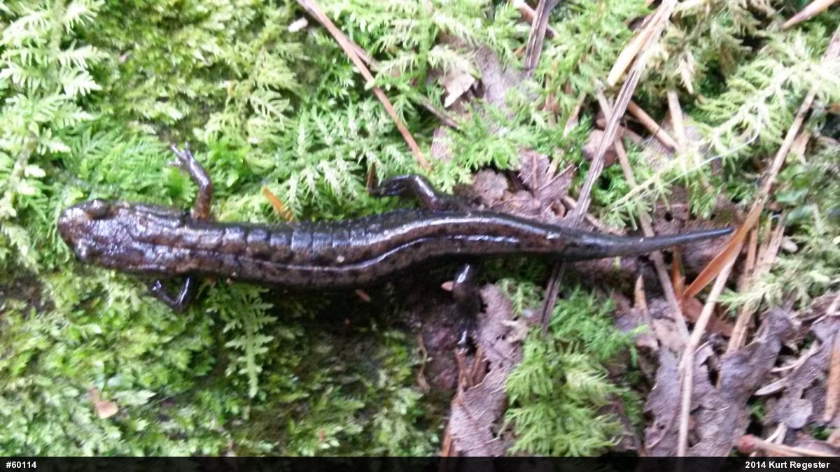 Allegheny Mountain Dusky Salamander
