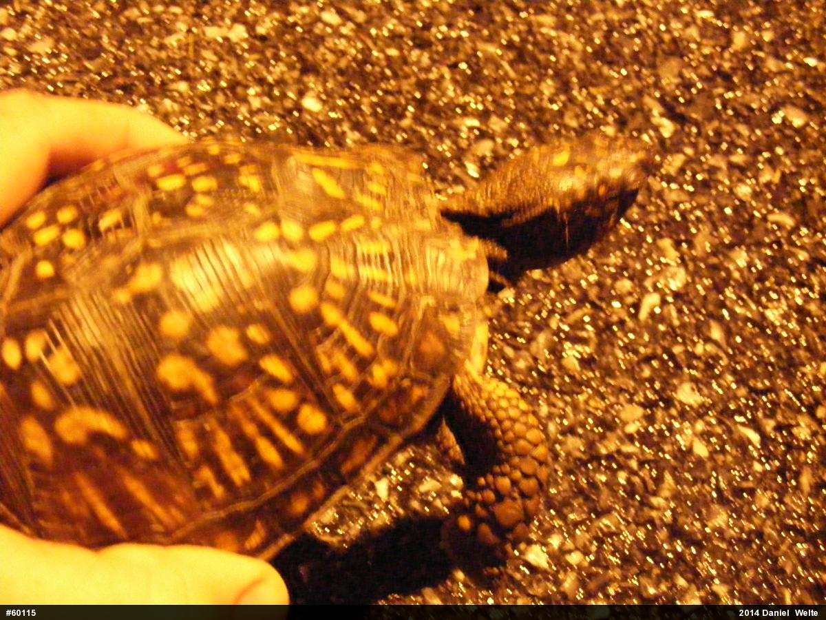 Eastern Box Turtle