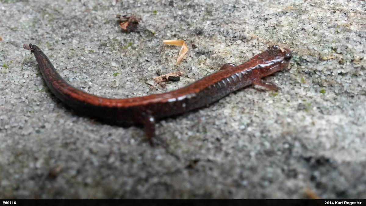 Eastern Red-backed  Salamander