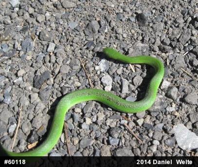 Smooth Greensnake