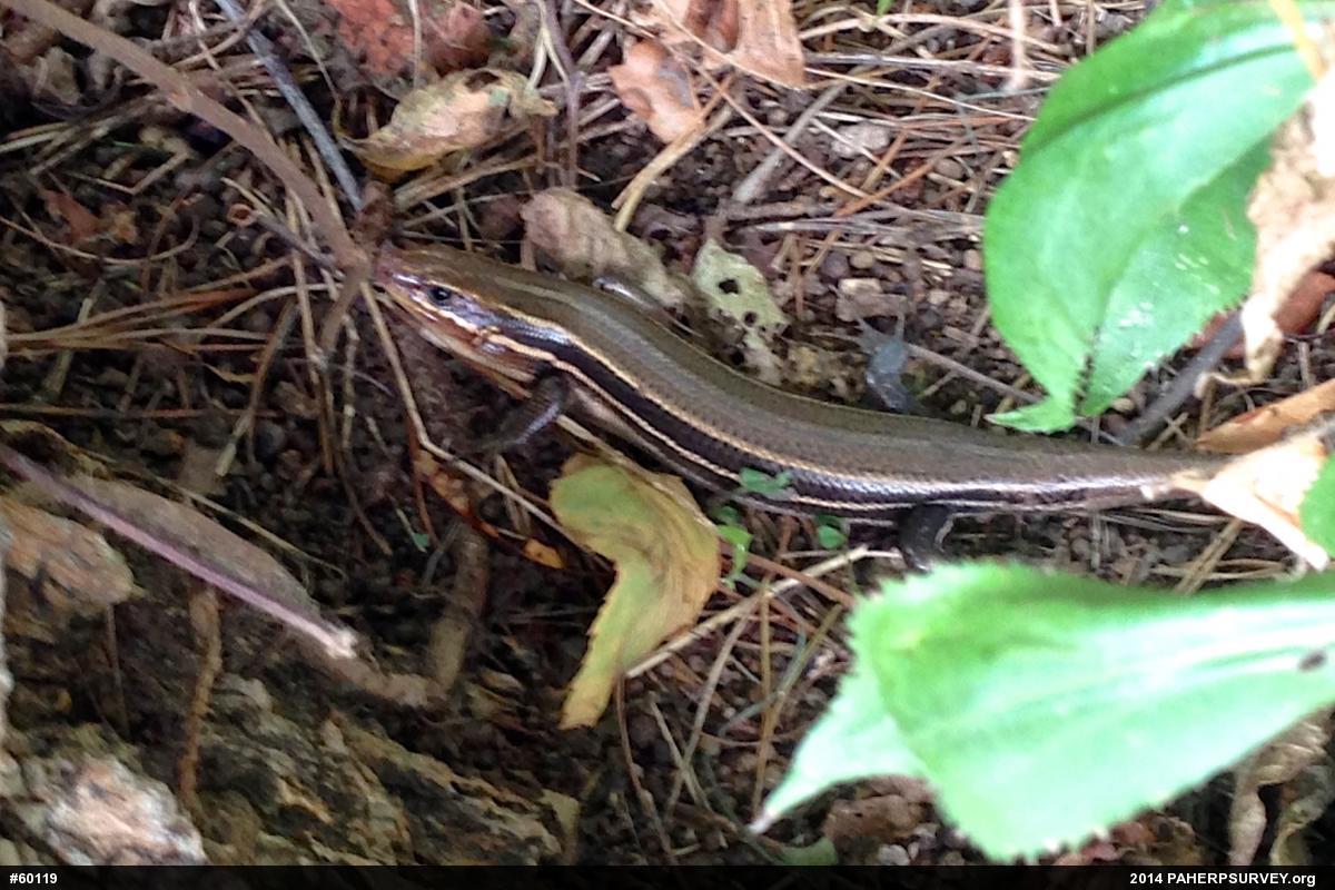 Broad-headed Skink